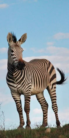 a zebra standing on top of a grass covered hill