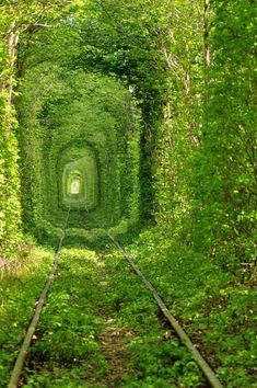 the green tunnel is surrounded by trees and bushes, with railroad tracks going through it