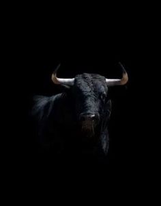 a black bull with large horns standing in the dark, looking at the camera lens