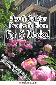 pink flowers in front of a house with the words how to get your peonies to bloom for 6 weeks