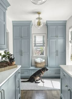 a dog is sitting in the middle of a kitchen with blue cabinets and white counter tops