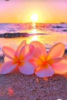 two pink flowers sitting on top of a sandy beach next to the ocean at sunset