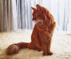 an orange cat sitting on the floor in front of a window with curtains behind it