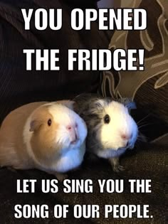 two guinea pigs sitting next to each other with the caption, you opened the fridge let us sing you the song of our people