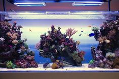 an aquarium filled with lots of different types of corals and fish swimming in it