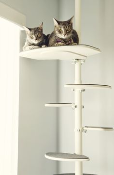 two cats sitting on top of a cat tree