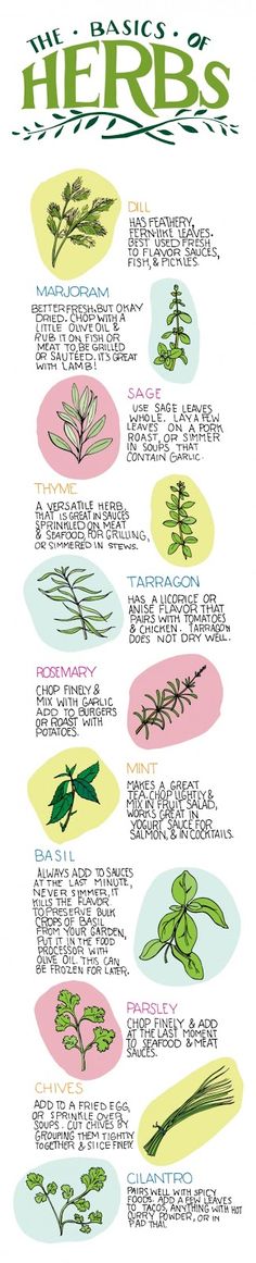 an illustrated poster with different herbs on it