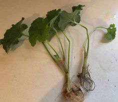 some green leafy plants on a white counter with roots attached to the top and bottom