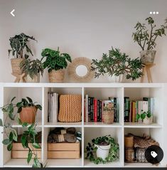 a shelf filled with lots of plants and books