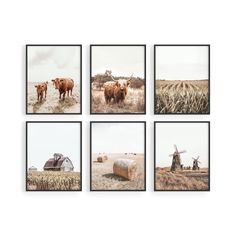 four pictures of cows in a wheat field