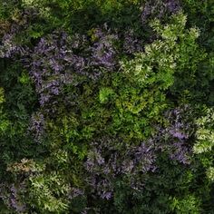 the top view of a green wall with purple and green plants growing on it's sides