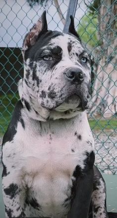 a black and white dog sitting in front of a chain link fence