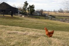 a brown chicken walking across a grass covered field next to a fenced in area