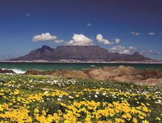 yellow and white flowers are in the foreground with an island in the back ground