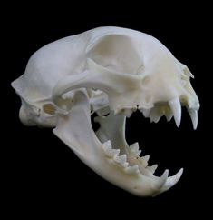 an animal's skull is shown with its mouth open