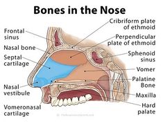 Nose Facts for Kids Nose Bone, Hooked Nose, Nose Bones