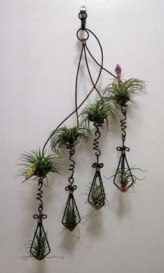 several air plants are hanging on the wall