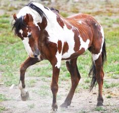 a brown and white horse standing on top of a grass covered field