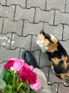 a calico cat sitting on the ground next to a person's shoes and flowers