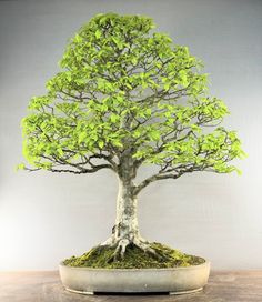 a bonsai tree with green leaves in a pot