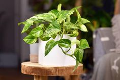 three potted plants sitting on top of a wooden table