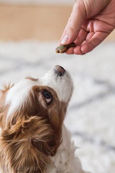 a small brown and white dog sitting on top of a floor next to a persons hand