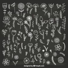 hand drawn flowers and plants on chalkboard