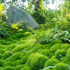 green moss growing on the ground with rocks in the background