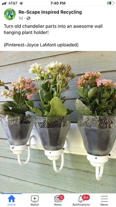 three potted plants are hanging on the wall