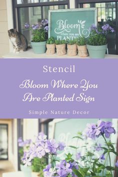 purple flowers are sitting on a window sill with the words, stencil bloom where you are planted sign