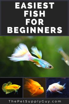 Easiest Fish To Keep Alive Easiest Fish To Take Care Of, Pet Goldfish, Fish Types, Tetra Fish, Betta Fish Types, Goldfish Tank, Fish Animal, Guppy Fish, Cleaning Fish