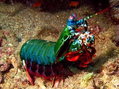 a green and red insect sitting on top of a coral