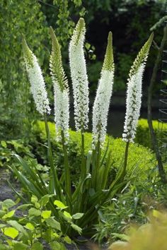 some white flowers are growing in the grass