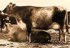 an old black and white photo of cows in a field