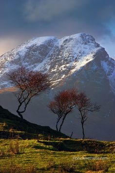 three trees in front of a snow covered mountain