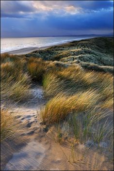 the grass is blowing in the wind on the beach