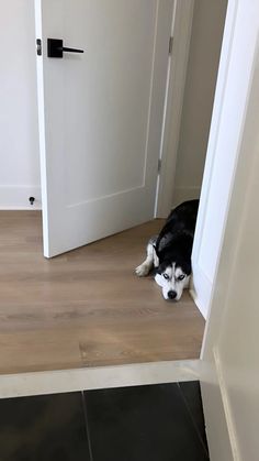 a black and white dog laying on top of a hard wood floor next to an open door