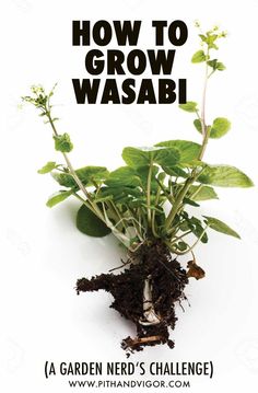 a plant with the words how to grow wasabi on it's front cover