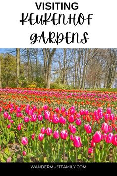 pink tulips in the middle of a field with text overlay that reads visiting kewhenof gardens