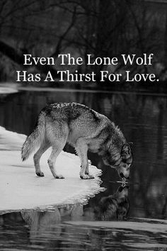 a wolf drinking water from a pond with the caption even the lone wolf has a thirst for love