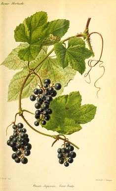 an illustration of grapes on a vine with leaves and berries hanging from the branch,