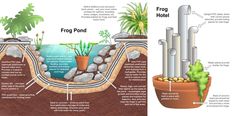 an image of a frog pond with plants and rocks in the bottom right corner, and another diagram showing how it works