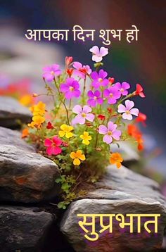 colorful flowers growing out of rocks with the words, happy new year written in hindi