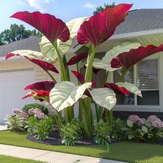 red and white flowers in front of a house