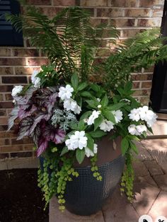 a potted plant with white flowers and green leaves on the ground in front of a brick building