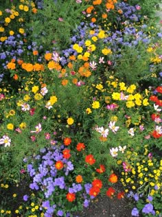 many different colored flowers in a garden