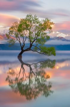 a lone tree is reflected in the still water