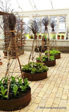 several pots with plants in them sitting on a brick walkway inside a greenhouse filled with potted plants