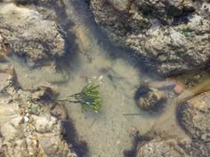 some rocks and water with plants growing out of the cracks in it's surface