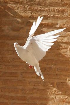 a white bird flying over a brick wall